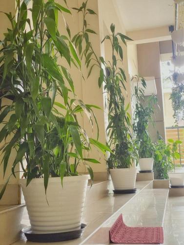 Wayanad Cliff Hotel Apartments – Kalpetta, KS