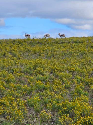 Garden Route Safari Camp