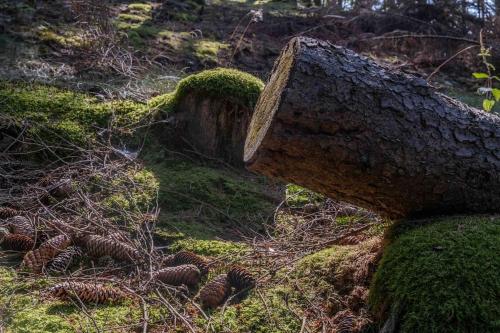 Märchenhafte FeWo White auf dem Berg im Sauerland Märchenhafte FeWo White auf dem Berg im Sauerland