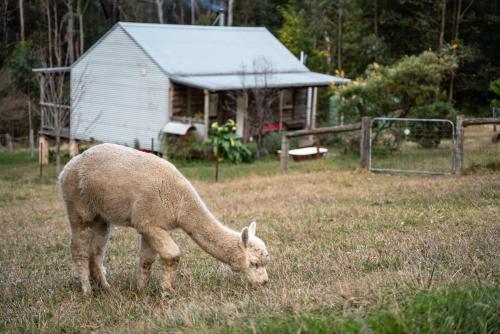 Luxury Cabin Bawley Ridge Farm, dog friendly