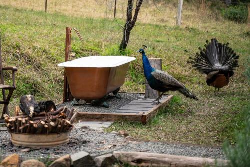 Luxury Cabin Bawley Ridge Farm, dog friendly