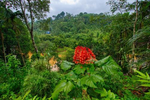 Ende Wayanad Resort