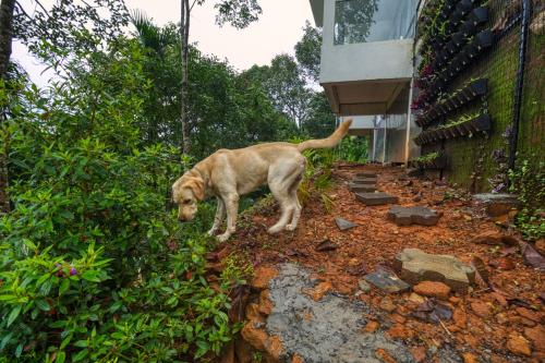 Ende Wayanad Resort