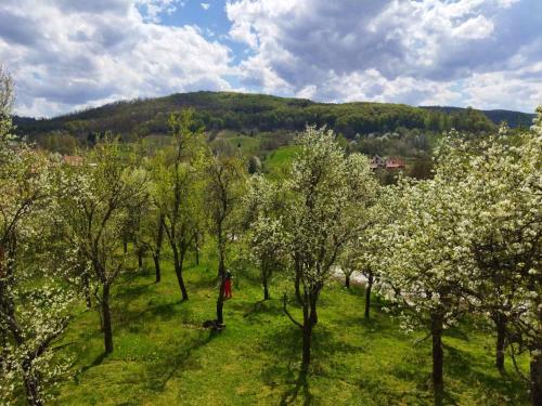 Apkārtne, Jankovići Ravni Zlatibor (Jankovici Ravni Zlatibor) in Sirogojno