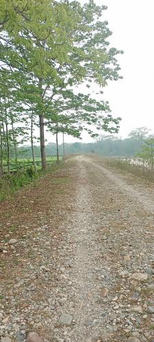 Jungle view homestay