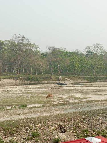 Jungle view homestay