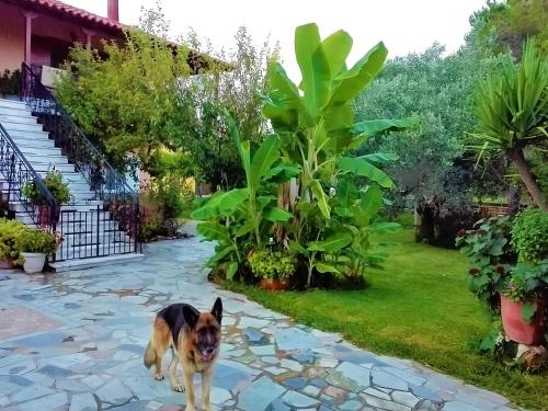 Cottage House,with big garden & lawn - Apartment - Amaliás