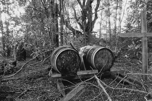 Cabaña Carpintero negro