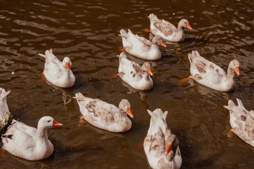 Chalés e Suítes Jardim do Buda com piscina aquecida - image 5