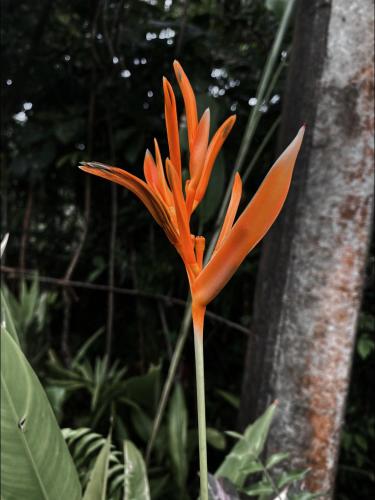 Coconut Grove - Midigama Coconut Grove - Midigama