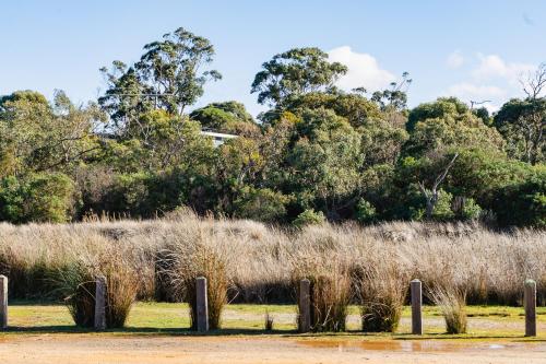 Anglesea Rivergums