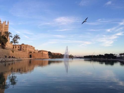 Can montis - image 14