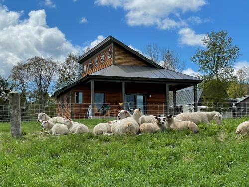Fat Sheep Farm & Cabins West Windsor