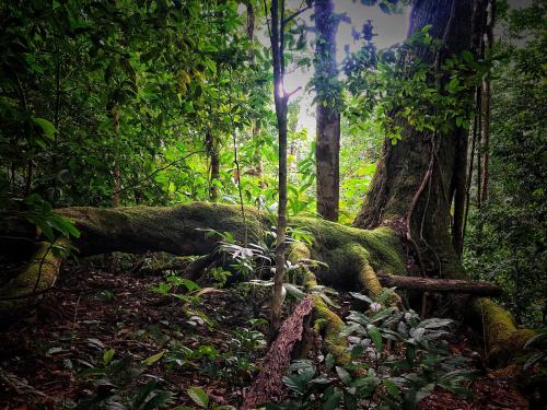 El Remanso Rainforest Lodge - Photo 3