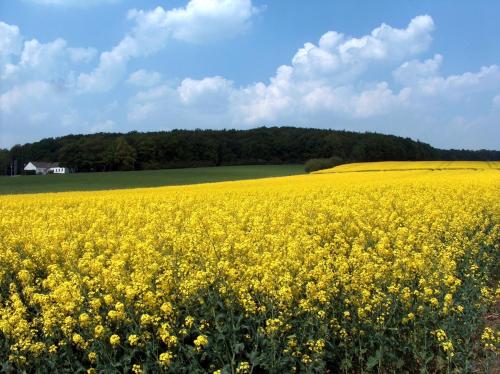 Landhotel Ridder - image 10