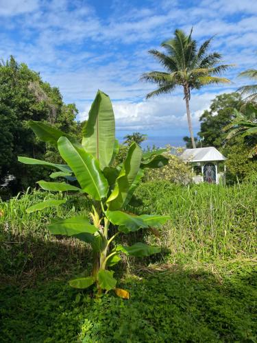 Cozy jungle boat hideaway with stunning ocean view