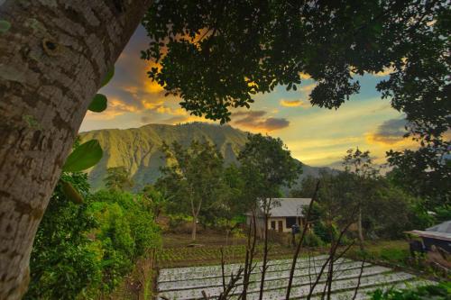 Surrounding environment, Tresno Sembalun Rinjani in Sembalun