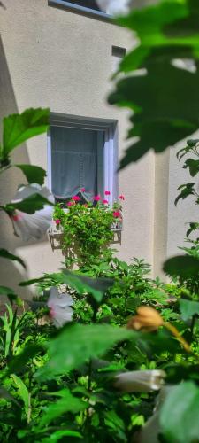 Anna's Guesthouse photo