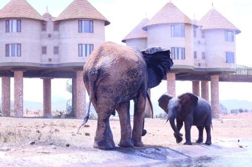 Salt Lick Safari Lodge