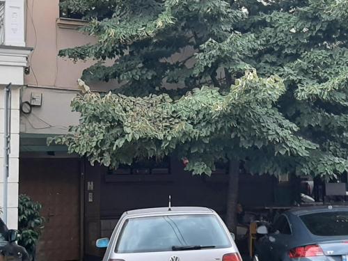 Yes, Tirana (photo 3)