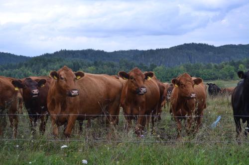 Farm Stay Peternelj - image 5