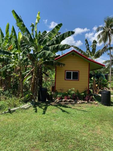 Green Queendom Farm and Lodging in Oracabessa