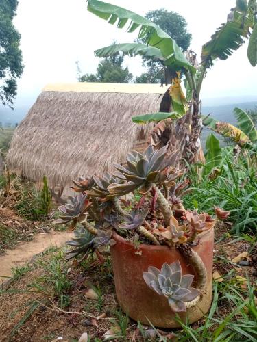 Casa Ecológica Madre Tierra