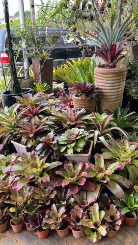 绿色小屋民宿 绿色小屋民宿