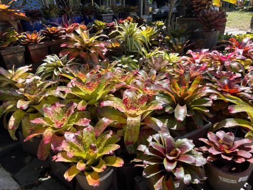 绿色小屋民宿 绿色小屋民宿