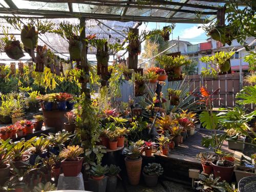 绿色小屋民宿 绿色小屋民宿