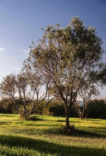 Agriturismo Serra Maiori in Tramatza