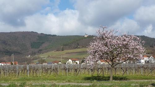 Apkārtne, Ferienwohnung Lotti Sudpfalz in Burrweiler