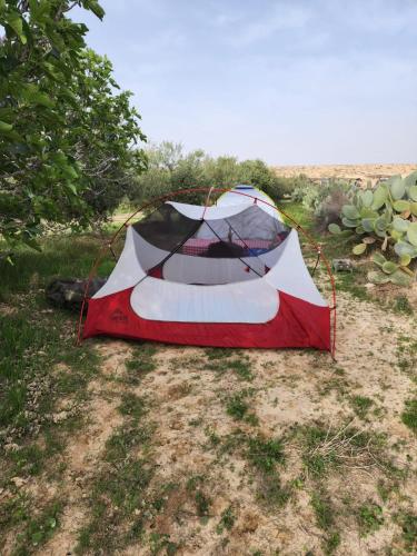 חוות נועם במדבר - noam farm, Mitzpe Ramon (foto 5)