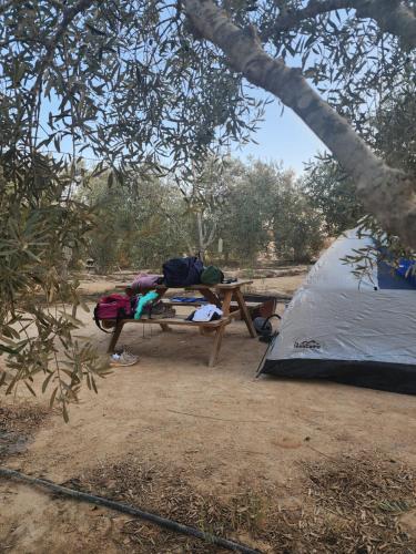 חוות נועם במדבר - noam farm, Mitzpe Ramon (foto 7)