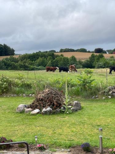  Naturen tæt på. Mærk stilheden! in Dybvad