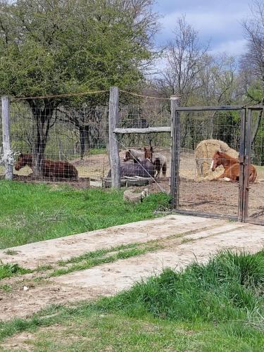 Tótvár lovas szálláshely - image 14