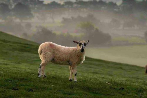 Westside Cottage, Newby Yorkshire Dales National Park 3 Peaks and Near the Lake Disrict, Pet Friendly