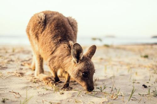 Pebbly Beach Escape