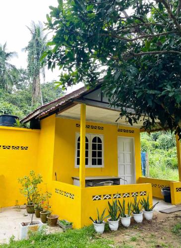 yellow homestay