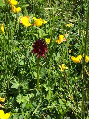  Super studio à Grimentz in Grimentz
