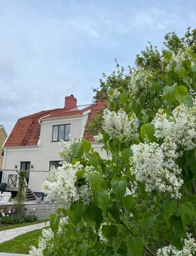 Central sommardröm Visby(AC,Jacuzzi, Bastu,Elbil) (Central sommardrom Visby(AC,Jacuzzi, Bastu,Elbil)) in 비스비