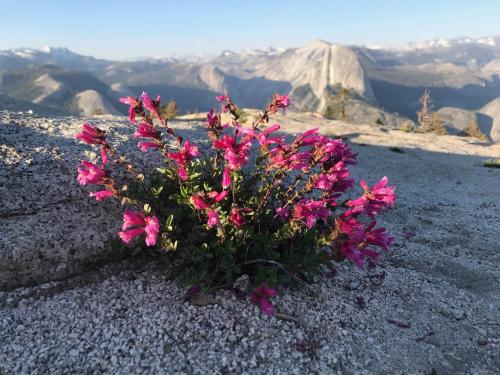 Surrounding environment, Morning Star Vista near Yosemite - countryside with mountain views in Mormon Bar (CA)
