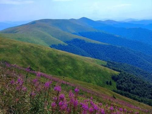 Садиба Срібний Вовк (Садиба Срібнии Вовк) in Sasivka