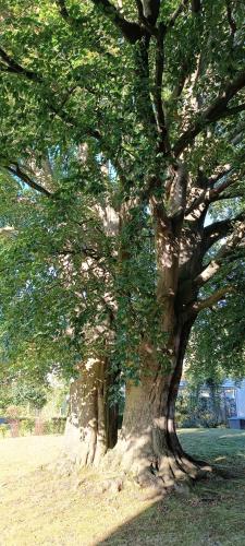 Gästezimmer Zwillingsbuche (Gastezimmer Zwillingsbuche) in อาเรนสบูร์ก