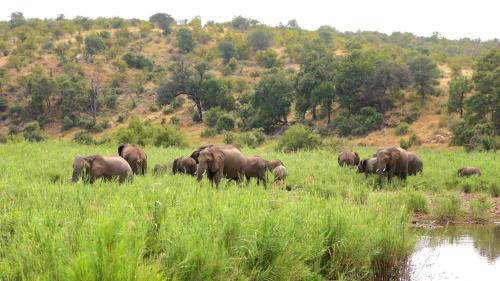 Simbavati Camp George