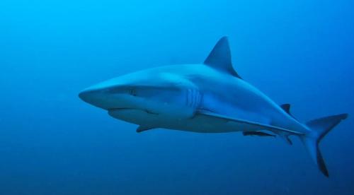 Rashuthere Maldives Rashuthere Maldives