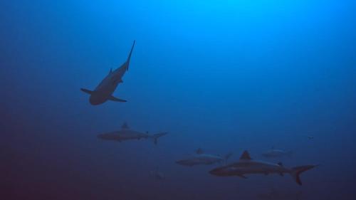 Rashuthere Maldives Rashuthere Maldives