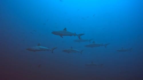 Rashuthere Maldives Rashuthere Maldives