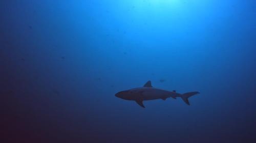 Rashuthere Maldives Rashuthere Maldives