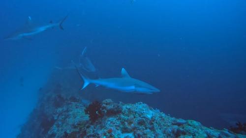 Rashuthere Maldives Rashuthere Maldives